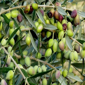 Paket Tüplü Yağlık ve Sofralık Memecik Zeytin Fidanı