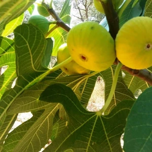 Paket Tüplü Yöresel Ege Yeşil Güz İncir Fidanı