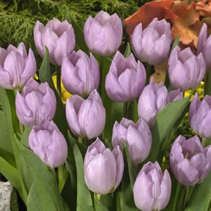 Paket Candy Prince Lale Soğanı 5'li