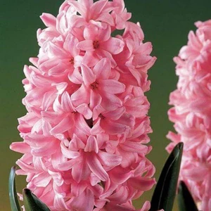 Paket Hyacinthus Anna Marie Sümbül Soğanı 3'lü