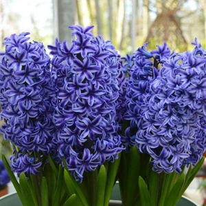 Paket Hyacinthus Blue Jacket Sümbül Soğanı 3'lü