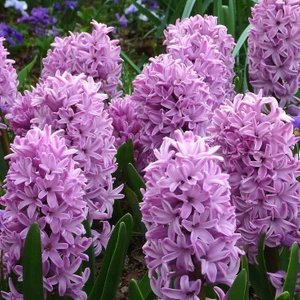 Paket Hyacinthus Splendid Cornelia Sümbül Soğanı 3'lü