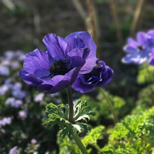 Paket Mr Fokker Mor Renkli Anemon Çiçeği Soğanı 5'li