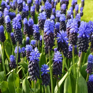 Paket Muscari Latifolium Üzüm Sümbülü Soğanı 10'lu