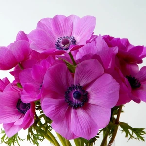 Paket Syliphide Pembe Renkli Anemon Çiçeği Soğanı 5'li