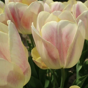 Paket Wendy Love Lale Soğanı 5'li