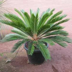 Paket Tüplü 5 Yaş Büyük Saksıda Cycas Sikas Fidanı