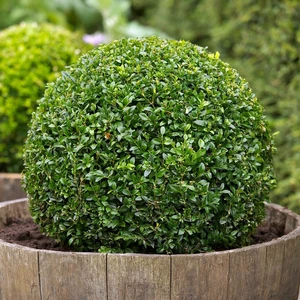 Paket Tüplü Boxus Şimşir Buxus Sempervirens Fidanı