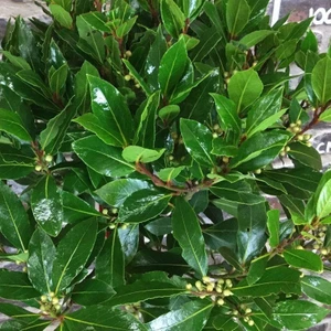 Paket Tüplü Defne Ağacı Laurus Nobilis Fidanı
