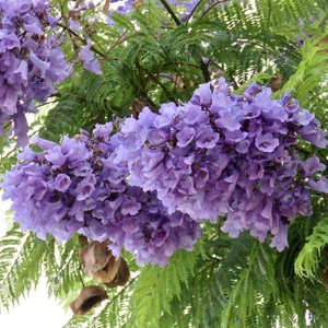 Paket Tüplü Kokulu Jacaranda Ağacı Jakaranda Fidanı