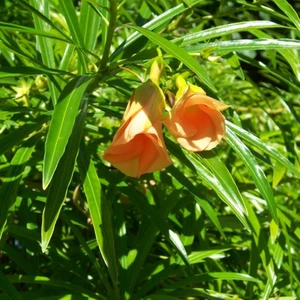 Paket Tüplü Thevetia Peruviana Kokulu Peru Zakkumu Fidanı