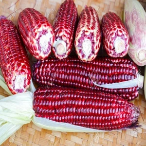 Paket Kırmızı Ruby Mısır Tohumu 10'lu