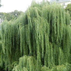 Paket Tüplü Salkım Söğüt Ağacı Salix Babylonica Fidanı 100 - 150 cm