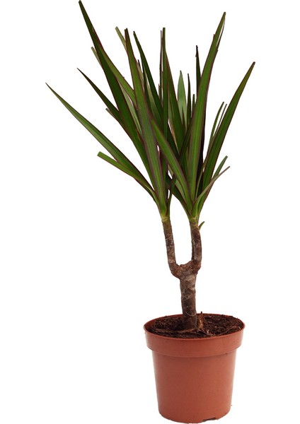 Dracaena Marginata Ejderha Ağacı