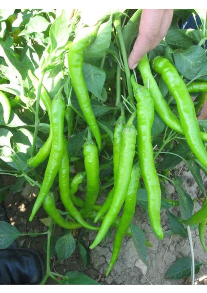 Seeds Biber Tohumu Çetinel 150 Tatlı Sivri 10 gr 1200'lü