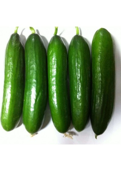 Seeds Hıyar Tohumu Salatalık Beith Alpha 3 gr 90 Tohum