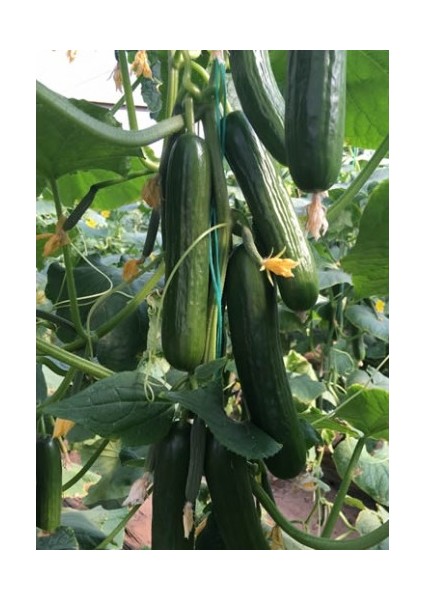 Seeds Hıyar Tohumu Sırık Hibrit F1 1 gr 20'li Çekirdek