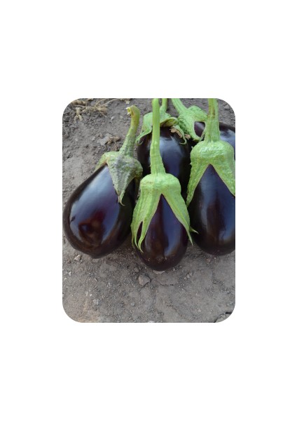 Seeds Patlıcan Tohumu Adana Dolmalık 5 gr 1000'li