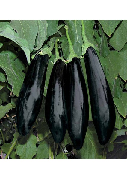 Seeds Patlıcan Tohumu Aydın Siyahı 55 100 gr