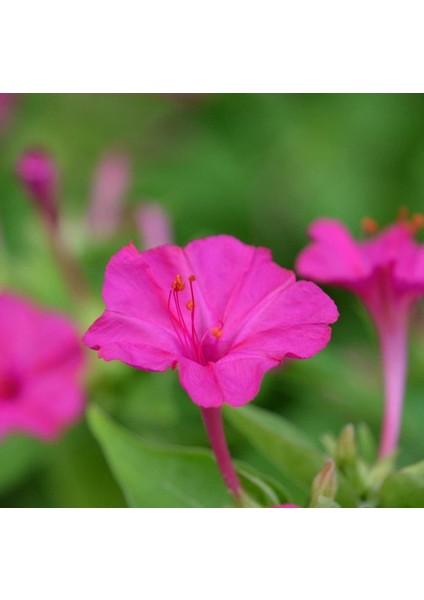 Seeds Akşam Sefası Çiçek Tohumu 1 Mırabılıs Jalapa 10 Tohum