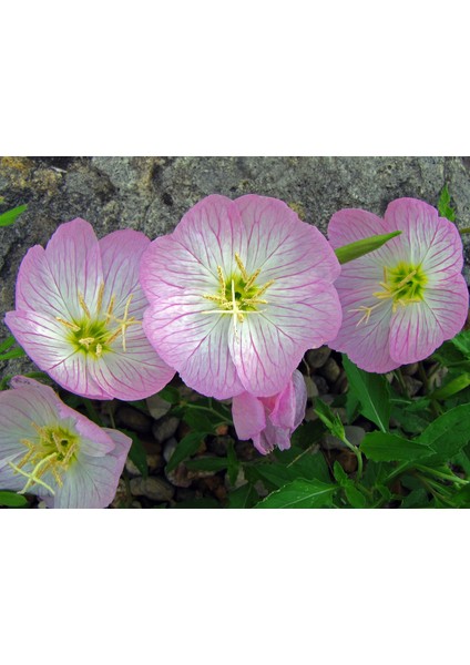 Seeds Ezan Çiçeği Tohumu 2 Oenothera 50'li