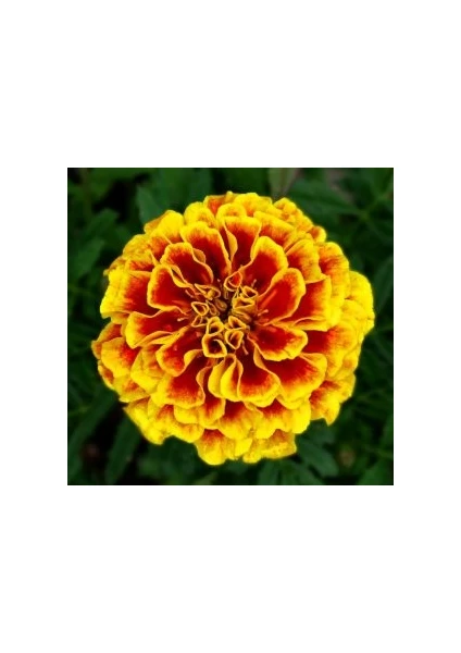 Seeds Fransız Kadife Çiçeği Tohumu Karagöz Kadife Tagetes Patula 50'li