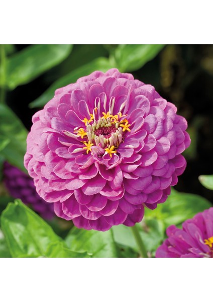 Seeds Zinnia Çiçek Tohumu Kirli Hanım Çiçeği Zınnıa 25'li