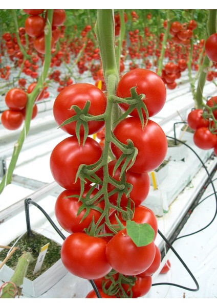 Domates Tohumu Cherry 1 gr 250'li