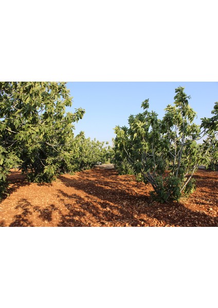 Organik Kuru Incir 1 kg