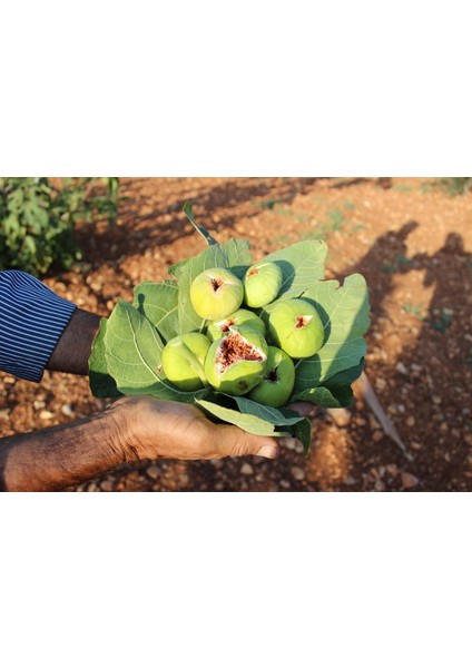 Organik Kuru Incir 500 gr fırsatları