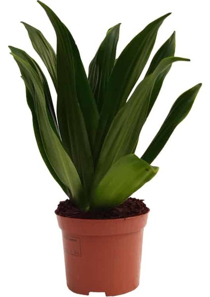 Dracaena Compacta Bitkisi