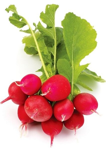 Seeds Turp Tohumu Fındık Cherry Belle 1 kg