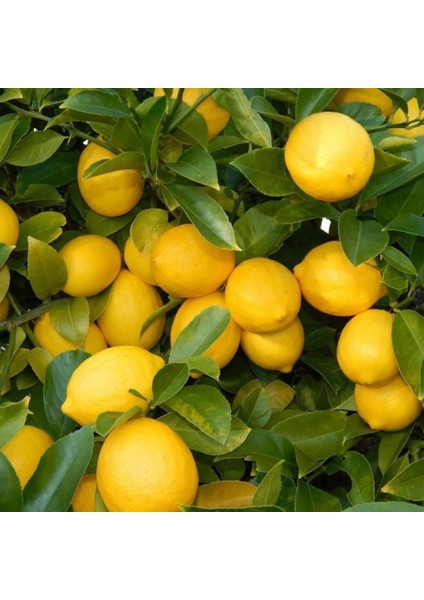 Tüplü Yediveren Limon Fidanı