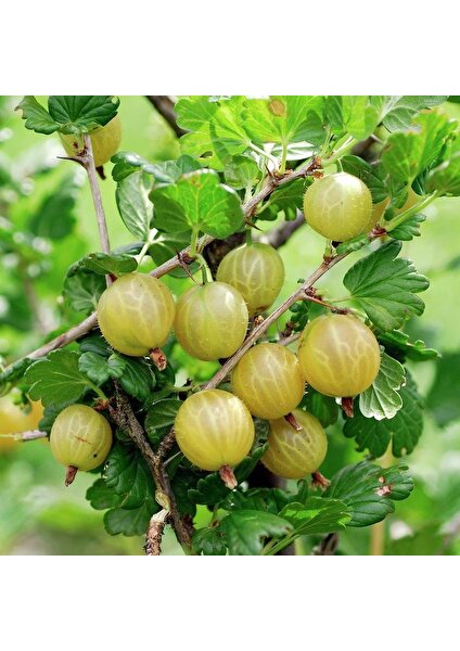 Paket Tüplü Aromatik Gooseberry Sarı Bektaşi Üzümü Fidanı