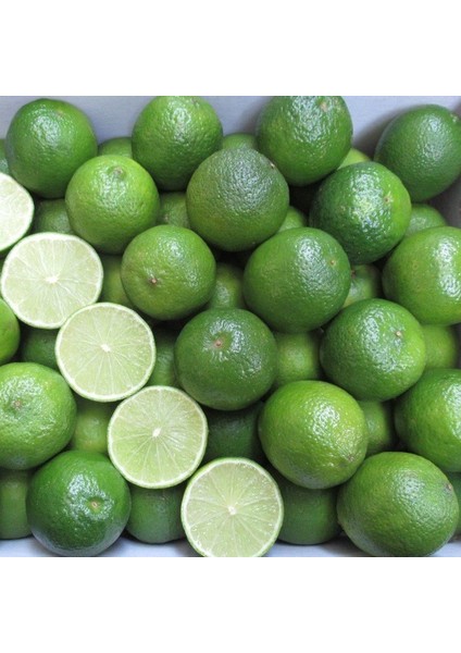 Paket Tüplü Aşılı Nadir Meksika Lime Çekirdeksiz Limon Fidanı