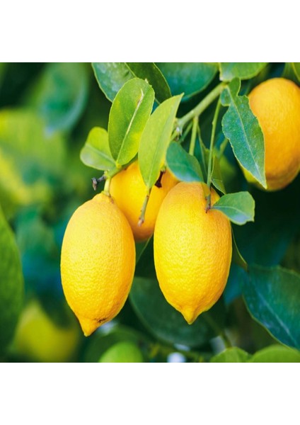 Paket Tüplü Aşılı Yediveren Limon Fidanı 150 - 200 cm