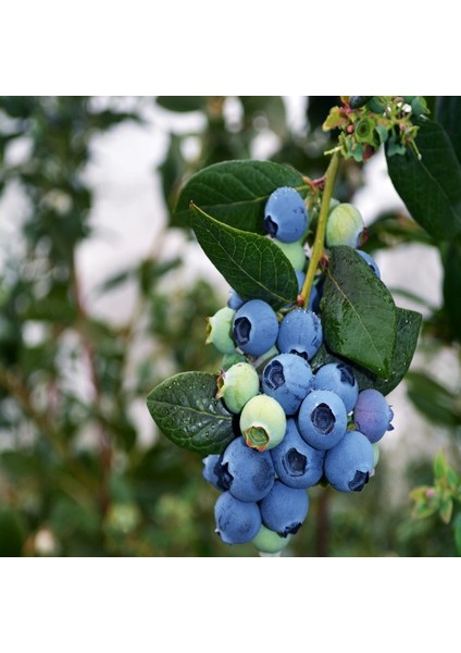 Paket Tüplü Blue Gold Yaban Mersini Fidanı