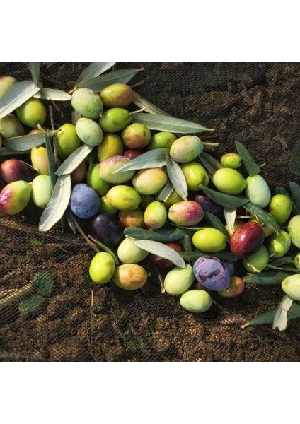Paket Tüplü Kırmalık Yeşil Ayvalık Zeytin Fidanı