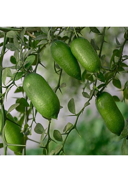 Paket Tüplü Meyve Verme Durmunda Finger Lime Parmak Limon Fidanı