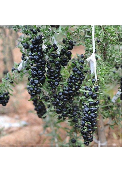 Paket Tüplü Nadir Çeşit Siyah Goji Berry Fidanı