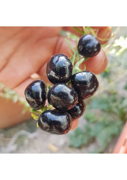 Paket Tüplü Nadir Çeşit Siyah Goji Berry Fidanı
