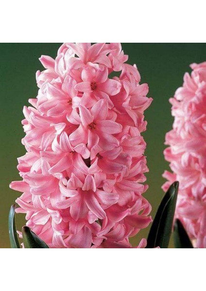 Paket Hyacinthus Anna Marie Sümbül Soğanı 3'lü