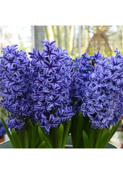 Paket Hyacinthus Blue Jacket Sümbül Soğanı 3'lü