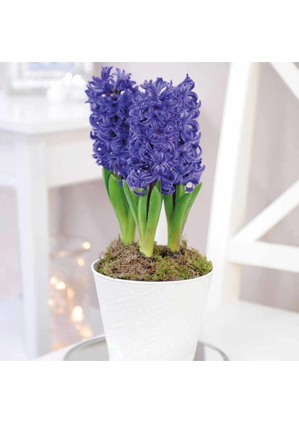 Paket Hyacinthus Blue Pearl Sümbül Soğanı 3'lü