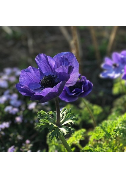 Paket Mr Fokker Mor Renkli Anemon Çiçeği Soğanı 5'li