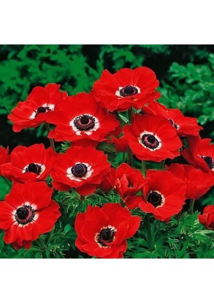 Paket Red Hollandia Kırmızı Renkli Anemon Çiçeği Soğanı 5'li