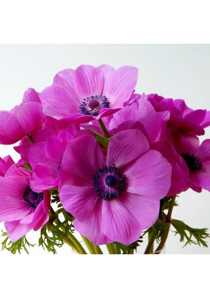 Paket Syliphide Pembe Renkli Anemon Çiçeği Soğanı 5'li