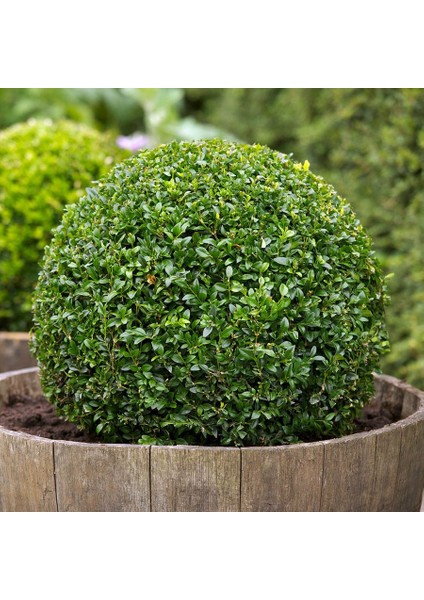 Paket Tüplü Boxus Şimşir Buxus Sempervirens Fidanı