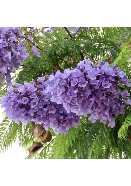 Paket Tüplü Kokulu Jacaranda Ağacı Jakaranda Fidanı