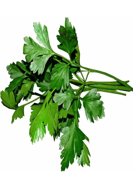 Paket Geniş Yaprak Kokulu Maydanoz Tohumu 1000 gr